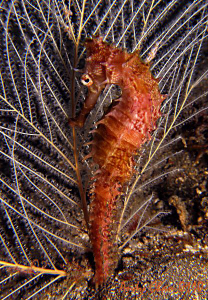 Sea Horse - Padang Bai Bali
Canon G9 + Nikonos SB 105 + ... by Andy Chan 